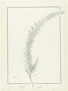 Acacia Linifolia, 1813 von Pierre Joseph Redouté